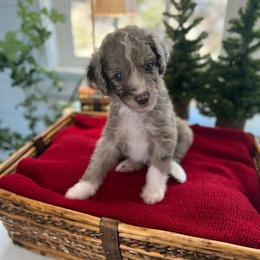 Peter - White and red merle male Bordoodle puppy in Valley Center, California from Circle R Valley Bordoodls