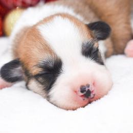 Boy 3 - Red male Pembroke Welsh Corgi puppy in San Antonio, Texas from Moxxi's Legacy Corgis