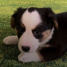 Cardigan Welsh Corgis from Ace of Hearts