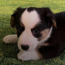 Cardigan Welsh Corgis from Ace of Hearts