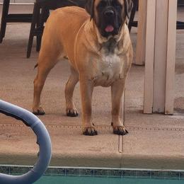 Mirage - Mastiff