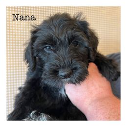 Nana - Schnoodle puppy in North Salt Lake, Utah from Isla Skye Puppies
