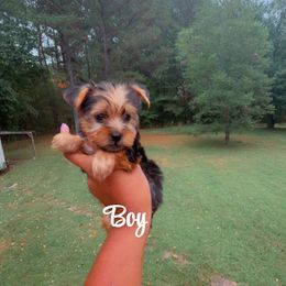 Boy 1 - Blue and gold male Yorkshire Terrier puppy in Louisburg, North Carolina from Nell’s Adorable Yorkshire’s