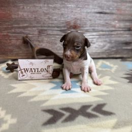 Waylon Jennings - White, chocolate and tan male Rat Terrier puppy in Cushing, Oklahoma from Northwoods Rat Terriers