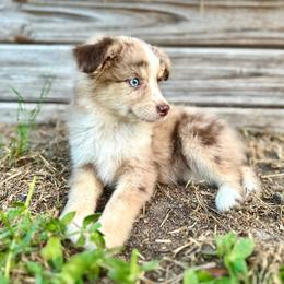 Phoenix - Red merle female Miniature Australian Shepherd puppy in Saint Cloud, Florida from Dirty Paws