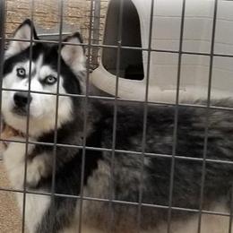 Leeta - Siberian Husky