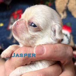 Jasper - White male Pug puppy in Morgantown, West Virginia from Groovy Pugs