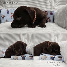Charlie in the Box - Chocolate male Labrador Retriever puppy in Boyd, Minnesota from Lindley Labradors
