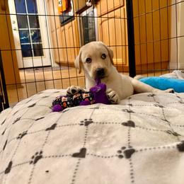Serotonin - Yellow male Labrador Retriever puppy in Ranchita, California from Pacific Crest Labradors