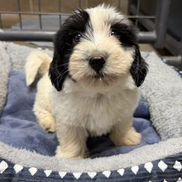 Boy 2 - male Coton de Tulear puppy in Mead, Oklahoma from Bar W Cotons