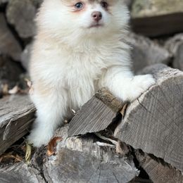 Dazzle - Lavender female Pomsky puppy in Staples, Minnesota from Ritzy Puppies