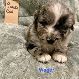 Wager - Blue merle male Australian Shepherd puppy in Wisconsin Dells, Wisconsin from Nicara kennel