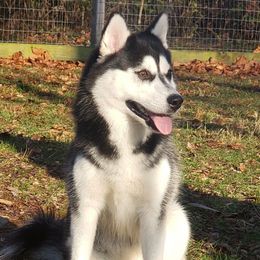 Reva - Pomsky