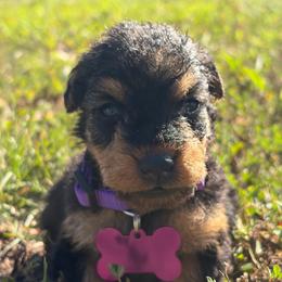Violet - Black and tan female Welsh Terrier puppy in West Plains, Missouri from Sycamore Ridge Puppies