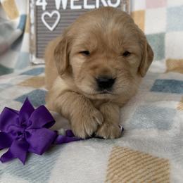 Golden Retriever Puppies from Hailey’s goldens