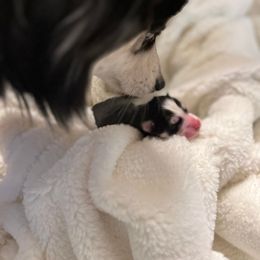 Pomsky Puppies from Sugar Maple Pomskies