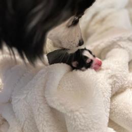 Pomsky Puppies from Sugar Maple Pomskies