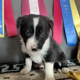 Olaug - Black male Border Collie puppy in Aledo, Illinois from Claycreek Ranch