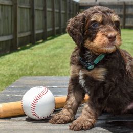 Mizuno - Phantom male Bernedoodle puppy in Lake Charles, Louisiana from Journey Doodles