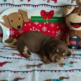 Puppy 5 - Chocolate and cream male Dachshund puppy in Riverside, California from Saddle Up Dachshunds