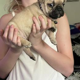 French Bulldog Puppies from Orderofthebulldogs, LLC