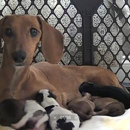 Dachshund Puppies from Branton Family Dachshunds