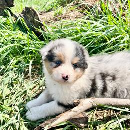 Lurvy - Blue merle male Australian Shepherd puppy in Kentland, Indiana from Pine Grove Aussies