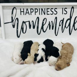 Cockapoo Puppies from Rainbow Cockapoos