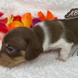 Moca - Piebald female Dachshund puppy in Mesquite, Texas from AB Dachshund