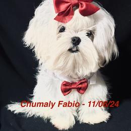 Maltese and Yorkshire Terrier Puppies from Lydia's Maltese and Yorkshire Terriers