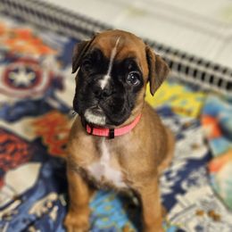 Girl 2 - Brindle female Boxer puppy in Piedmont, South Carolina from SmashBox Kennel