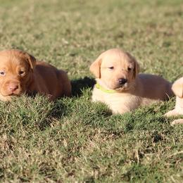 4th pick - Yellow female Labrador Retriever puppy in Four Oaks, North Carolina from TLC Retrievers