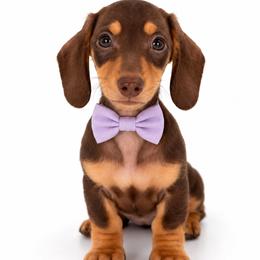 Bella - Chocolate and tan female Dachshund puppy in Illinois from William Rotsaert