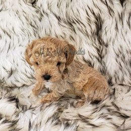 Poodle Puppies from M & M Poodles