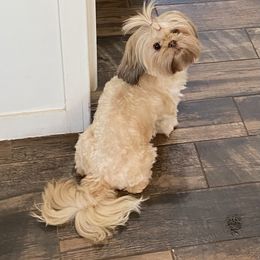 Shihpoo puppies from Gaston’s Posh Poodles and Doodles