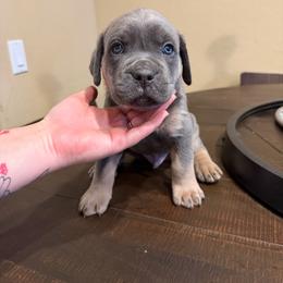 Boy 1 - Gray and fawn male Cane Corso puppy in Prescott Valley, Arizona from Willow’s Meadow