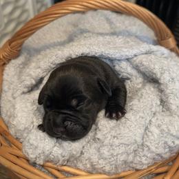 Girl 4 - Black female Cane Corso puppy in Colorado Springs, Colorado from Legacy Bloodline