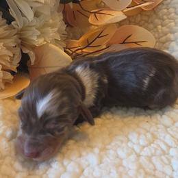 Nutmeg - Dapple female Dachshund puppy in Price, Utah from Smiling Dog Dachshunds