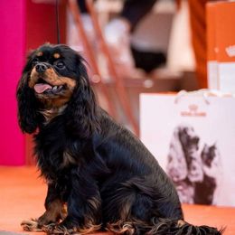 Leia - Cavalier King Charles Spaniel