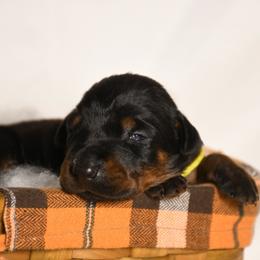 Girl 1 - Black and rust female Doberman Pinscher puppy in Overton, Texas from Obsidian Kennel