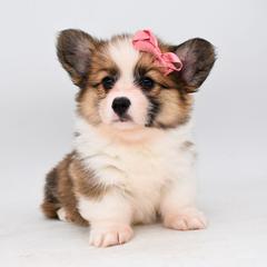 Haven - Sable female Pembroke Welsh Corgi puppy in San Antonio, Texas from Moxxi's Legacy Corgis