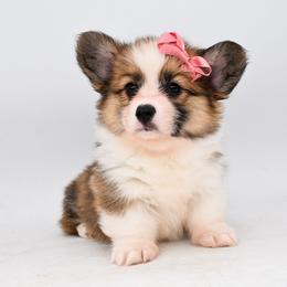 Haven - Sable female Pembroke Welsh Corgi puppy in San Antonio, Texas from Moxxi's Legacy Corgis