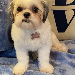 Shih Tzus from Puppy Paw Prince