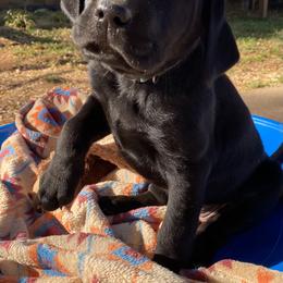 Labrador Retriever Puppies from Ducktown Retrievers
