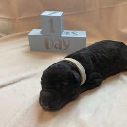 Boy 3 - Black Shiloh Shepherd puppy in Virginia from Opal Shilohs