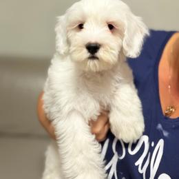 Boy 2 - Silver male Goldendoodle puppy in Sacramento, California from Golden Heart Doodles