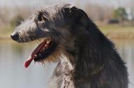 Irish Wolfhound adult by the water 