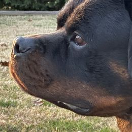 Rottweilers from VDR Rottweilers