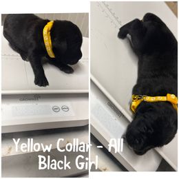 Yellow Collar - Black female Cane Corso puppy in Laplace, Louisiana from BFM Cane Corso’s