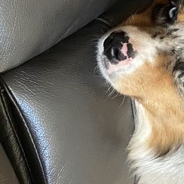 Storm  - Miniature Australian Shepherd